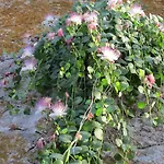 Matkovic Хвар